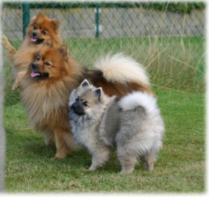 Toby - Tedje - Chloë - het begin van From Balgowan's Glory