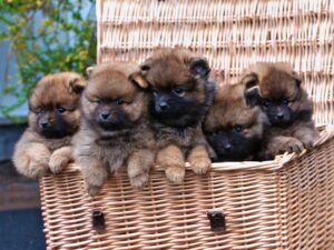 Middenslag keeshond pups 8 weken oud | From Balgowan's Glory