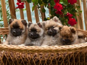 Middenslag pups 7 weken oud | From Balgowan's Glory