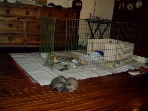 DSC00041 
