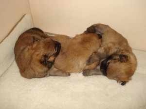 Chloe's puppies 3 weken oud 097