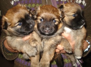 Chloe's puppies 3 weken oud 127