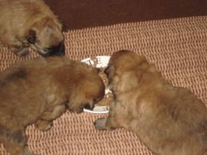 Chloe's puppies 3 weken oud 130