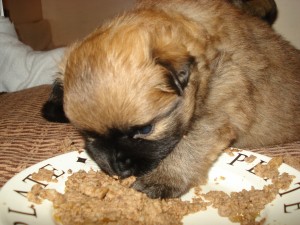 Chloe's puppies 3 weken oud 142