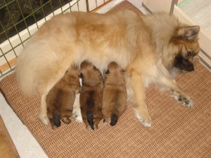 Chloe's pups 2 weken oud (14.01.2008) 001