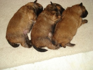 Chloe's pups 2 weken oud (14.01.2008) 021