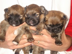 Chloe's pups 2 weken oud (14.01.2008) 056