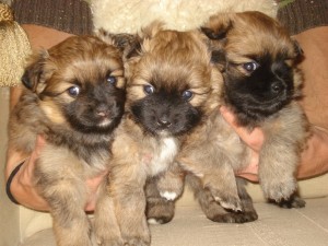 Chloe's pups 4 weken oud 031