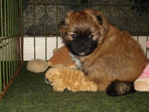 Chloe's pups 4 weken oud 040