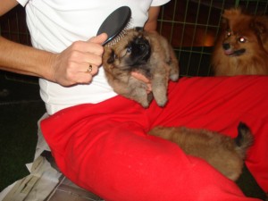 Puppies 5 half week oud 022