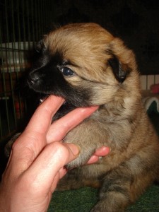 Puppies 5 half week oud 036