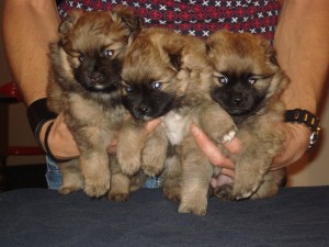Puppies 5 half week oud 086