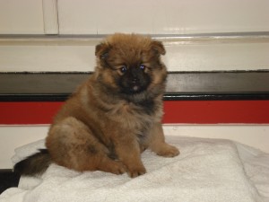 Puppies 7 weken oud 044