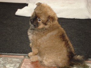 Puppies 7 weken oud 045