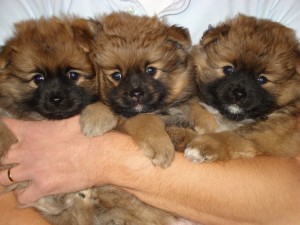Puppies 7 weken oud 066