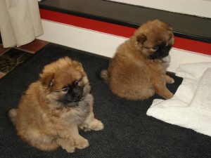 Puppies 7 weken oud 079