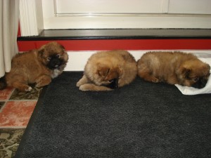 Puppies 7 weken oud 094