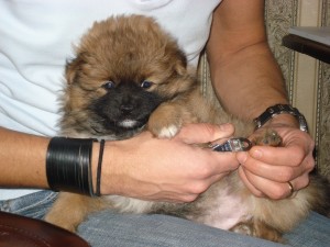 Puppies 7 weken oud 103
