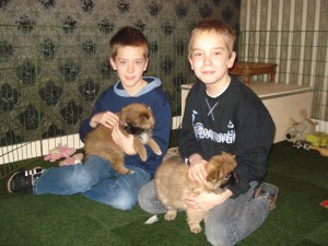 Puppies 7 weken oud 109