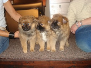 Puppies 8&9 weken oud (2) 015